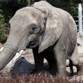 Elefant streckt sich