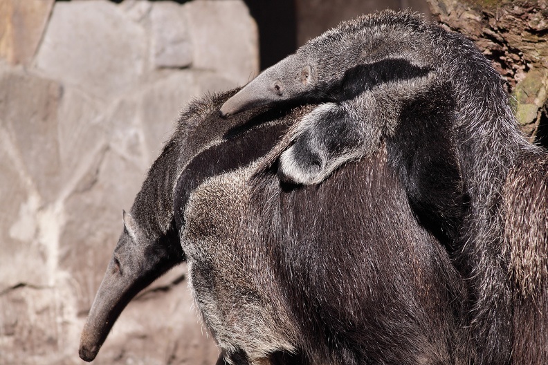 Großer Ameisenbär