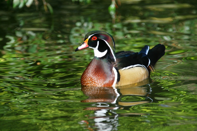 brautentenerpel_zoo_duisburg_8691.JPG