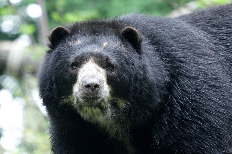 Brillenbär Portrait