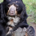 Brillenbär Portrait