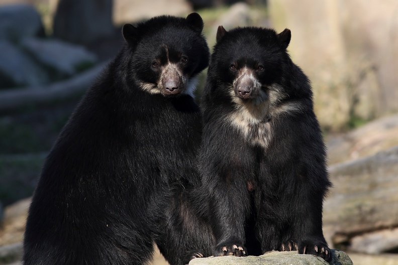 Weiblicher Brillenbär und männlicher Nachwuchs geboren 2014 brillenbaeren_8066.jpg