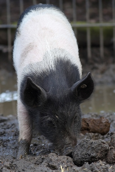 Das deutsche Weideschwein ist 1975 ausgestorben infolge der Verdrängung durch schnellwüchsigere Rassen aus.Die heute lebenden Tiere sind Rückzüchtungen aus verschiedenen Schweinerassen u.a. dem Wildschwein.Die Ferkel wurden im Oktober geboren deutsches_weideschwein_8405.jpg