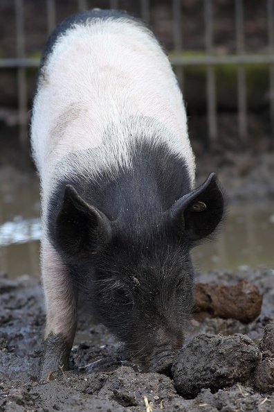 Deutsches Weideschwein