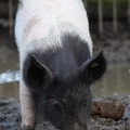 Deutsches Weideschwein