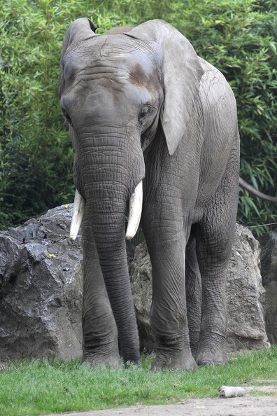 elefant_0902.JPG