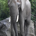 elefant_0902.JPG