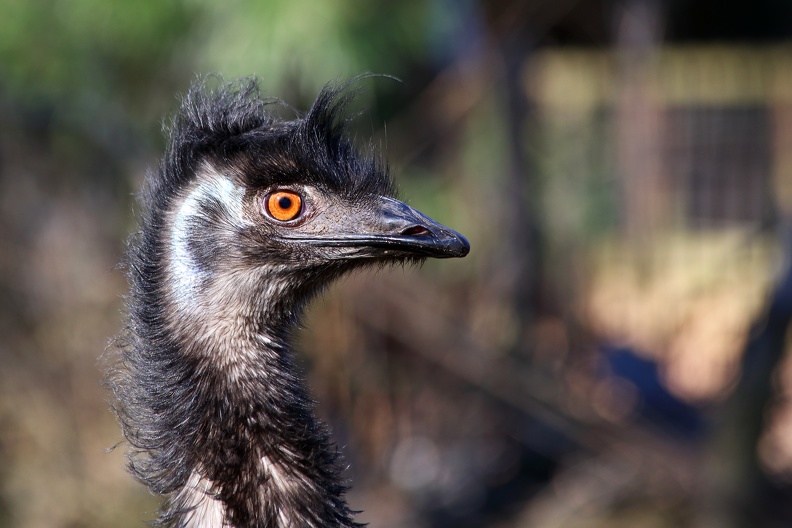 Emu