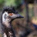 Emu