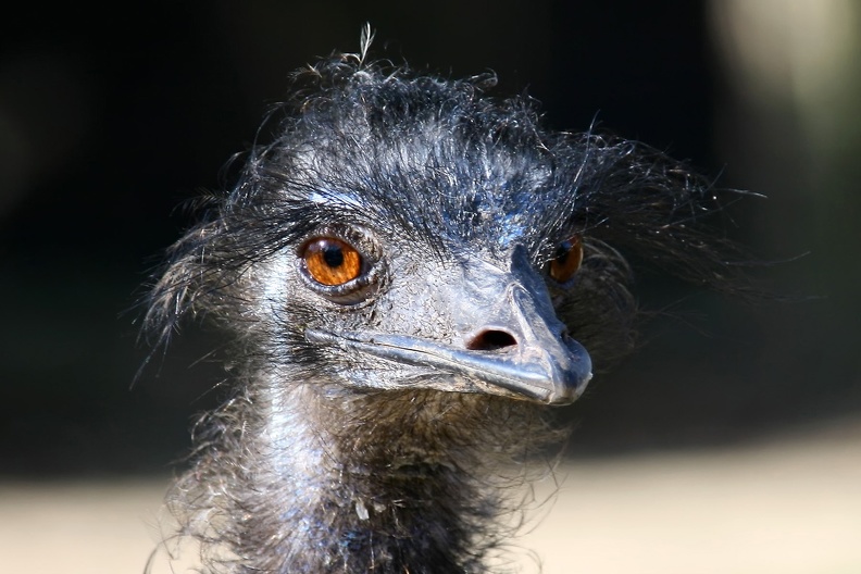 emu_8724.jpg