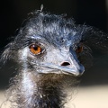 Emu Porträt