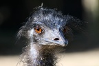 Emu Porträt