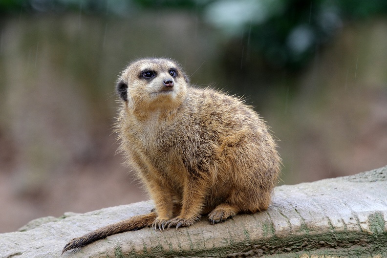 Erdmännchen bei Regen