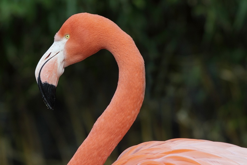 flamingo_6278.JPG
