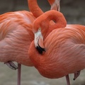 Ruhende Flamingos
