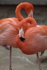 Ruhende Flamingos