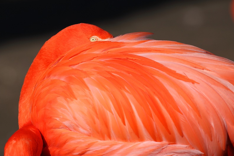 Ruhender Rosaflamingo flamingo_7950.jpg