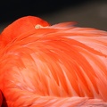 flamingo_7950.jpg