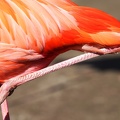 Flamingobein