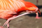 Flamingobein