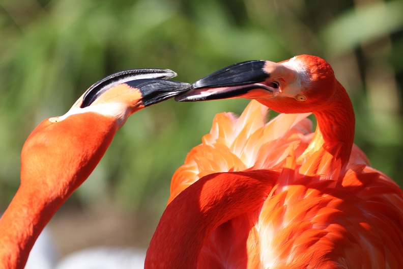 Im Frühjahr beginnen die Streitigkeiten unter den Flamingos,bei denen es in erster Linie um die Weibchen geht flamingos_7987.jpg