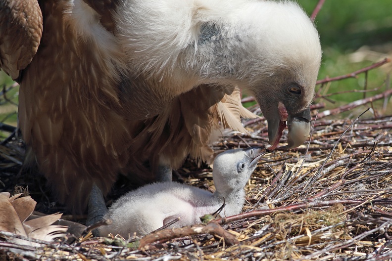 War das Betteln des Gänsegeierküken erfolgreich würgt der Altvogel die Nahrung hervor fuetternder_geier_3637.jpg