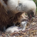 Fütterung Gänsegeierküken