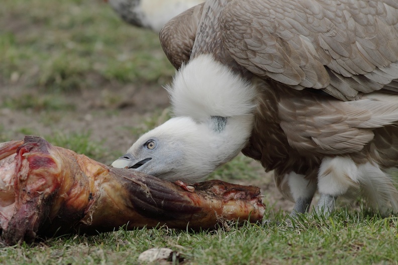 Gänsegeier am Aas