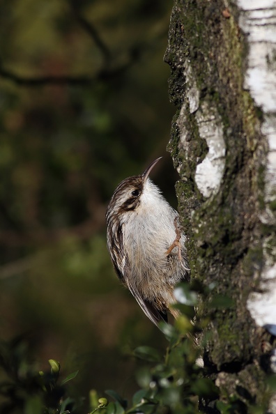 Gartenbaumläufer ernähren sich von Insekten, Spinnen, Käfern und Larven,im Winter auch von Samen.
Mit seinen langen spitzen Krallen kann er sich gut an Bäumen festhalten,der lange Schnabel ist nach unten gebogen gartenbaumlaeufer_8035.jpg