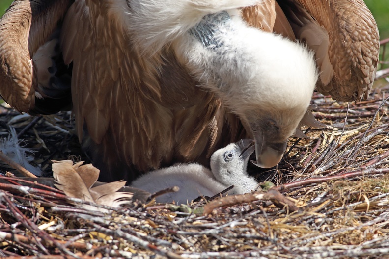 Das Küken der Gänsegeier bettelt mit Schnabelkontakt und Bettelrufen nach Nahrung geierkueken_3597.jpg