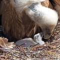 Bettelndes Geierküken