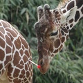 Giraffe mit Spritze