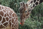 Giraffe mit Spritze