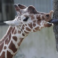 giraffe_6269.JPG