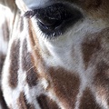 giraffenauge_0753.JPG