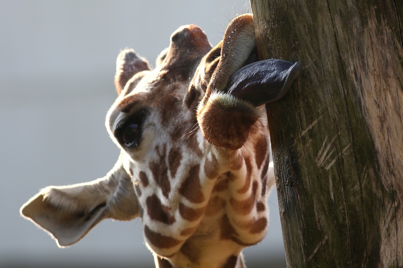 Mit der langen muskulösen Zunge nimmt die Giraffe ihre Hauptnahrung Akazienblätter auf giraffenzunge_8515.jpg