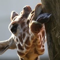 Giraffenzunge