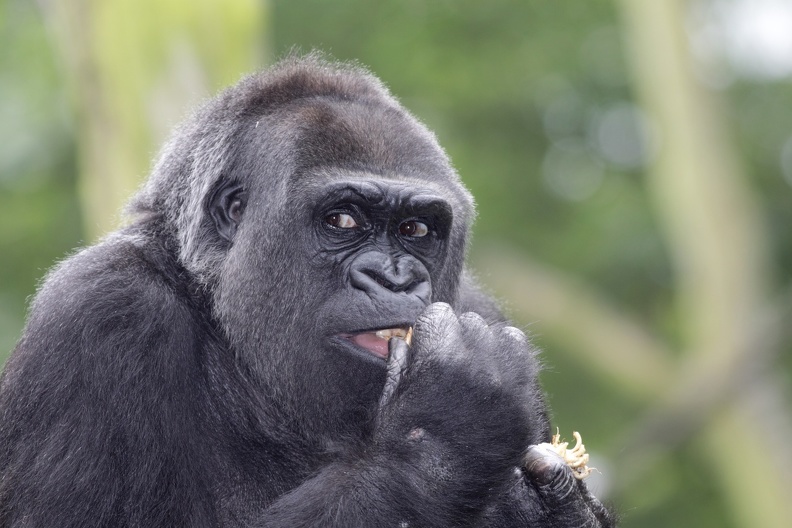 gorilla_0979.JPG