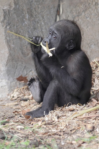 Junger Gorilla