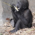 gorilla_1019.JPG