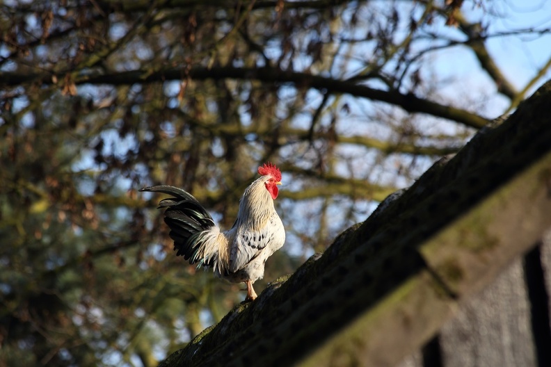 Hahn auf dem Dach