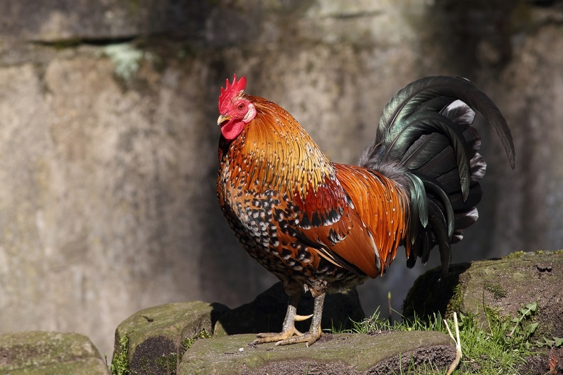 Am frühen Morgen ist das beste Fotolicht,dieser Hahn präsentiert sich in schönsten Farben.Haushühner sind eine Zuchtform des Bankivahuhns, eines Wildhuhns aus Südostasien hahn_morgenlicht_3283.jpg