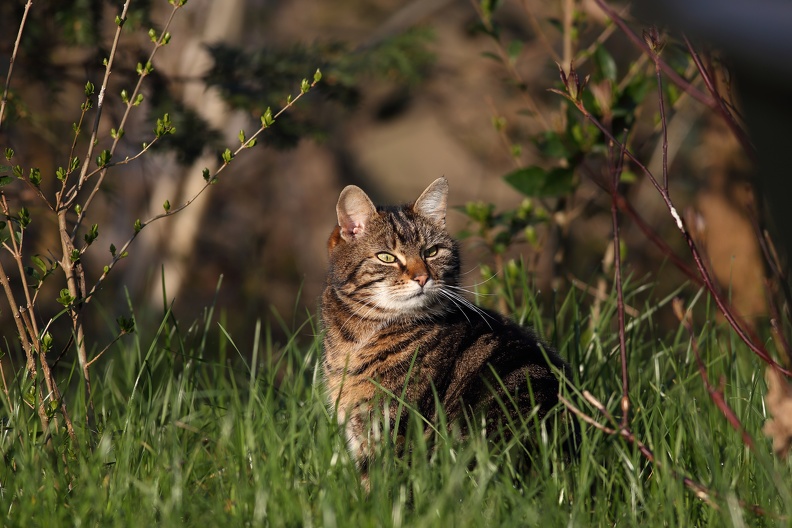 Hauskatze genießt das Morgenlicht auf der Wiese beim Delfinarium hauskatze_3242.jpg