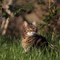 Hauskatze am Morgen