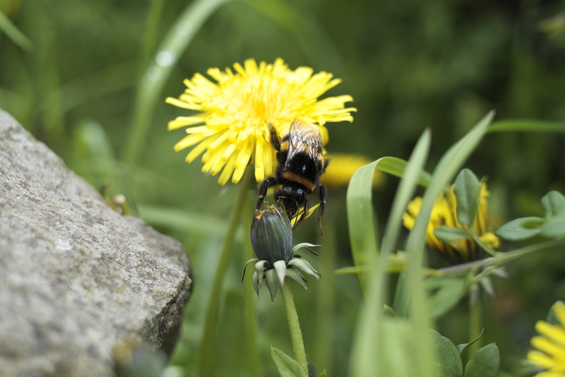 Die fleißige Hummel