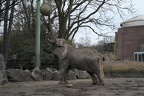 Hungriger Elefant