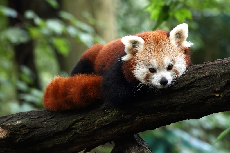Kleine Pandas schlafen während des Tages und gehen in der Dämmerung und Nachts auf Nahrungssuche.Der Kleine Panda ist ein Pflanzenfresser, die Hauptnahrungsquelle stellen Bambusschößlinge dar. Da Bambus jedoch sehr nährstoffarm und die Verdauung des Kleinen Pandas nicht ideal dafür ausgerüstet ist, muss er große Mengen davon zu sich nehmen, um seinen Nahrungsbedarf zu decken. kleiner_panda_6065.jpg