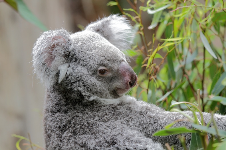 koala_2000.JPG