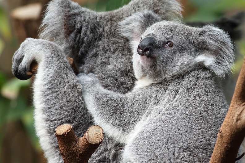 koala_jungtier_8784.jpg