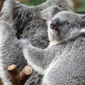 Koala Jungtier